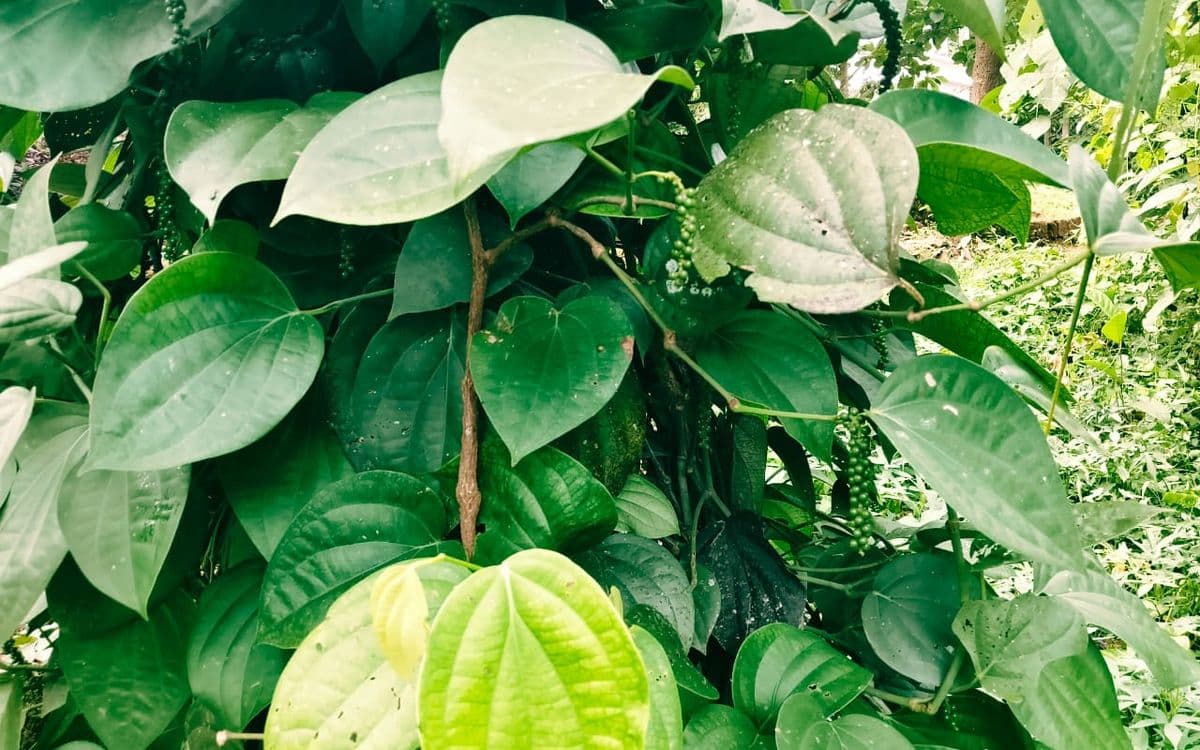 കുരുമുളകിന് പൊന്നുംവില; പതിറ്റാണ്ടിന് ശേഷം കിലോയ്ക്ക് 700 കടന്ന് വില