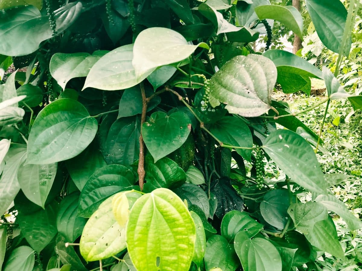 കുരുമുളകിന് പൊന്നുംവില; പതിറ്റാണ്ടിന് ശേഷം കിലോയ്ക്ക് 700 കടന്ന് വില